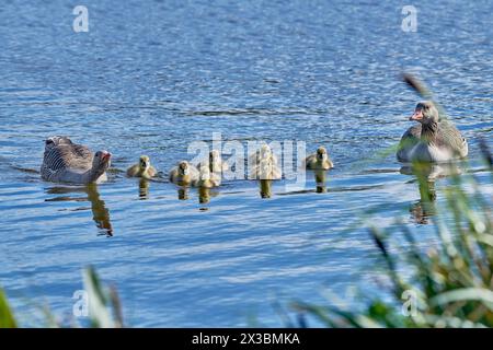 Anser anser-Paar mit Küken im Wasser, Mühlenteich, Wismar, Mecklenburg-Vorpommern, Deutschland Stockfoto