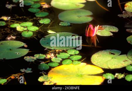 Seerosen in einem Teich Stockfoto