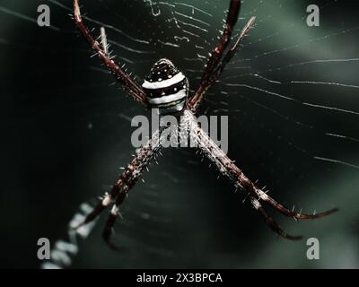 Argiope-ansuja-Spinne, die auf ihrem Netz liegt Stockfoto