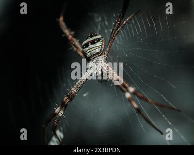 Argiope-ansuja-Spinne, die auf ihrem Netz liegt Stockfoto