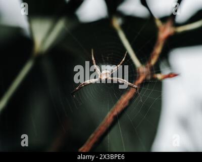 Argiope-ansuja-Spinne, die auf ihrem Netz liegt Stockfoto