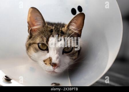 Kranke Katze mit einem Plastikkragen am Kopf, um zu verhindern, dass die Katze eine Wunde leckt Stockfoto