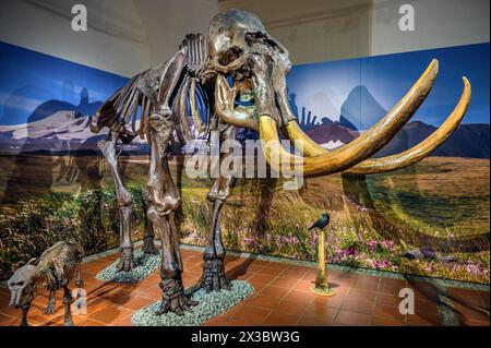 Skelett des Wollammuts (Mammuts primigenius), Ausstellung Eiszeit Safari Allgaeu im Marstall, Kempten, Allgaeu. Bayern, Deutschland Stockfoto