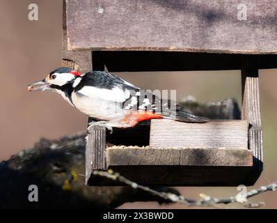 Nahaufnahme eines Buntspecht, des Fleckenspechtes, des Dendrocopos Majors, der auf der Wiese ruht. Nikon D850. Aus RAW konvertiert. Stockfoto