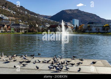 Lake Lille Lungegardsvannet, Bergen, Norwegen, Südwestküste, Skandinavien, Nordeuropa Stockfoto