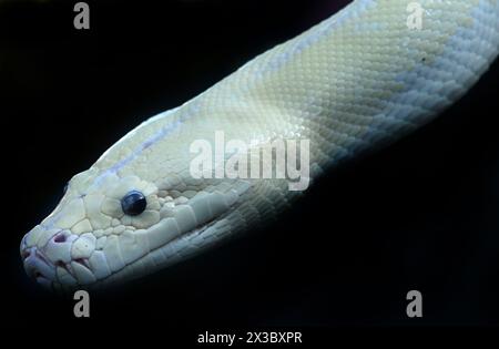 Eine amelanistische Python. Stockfoto