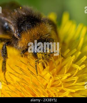Eine pelzige Hummel (Bombus), die auf einer gelben Löwenzahnblüte (Taraxacum officinale) sitzt und Nektar oder Pollen sammelt. Stockfoto