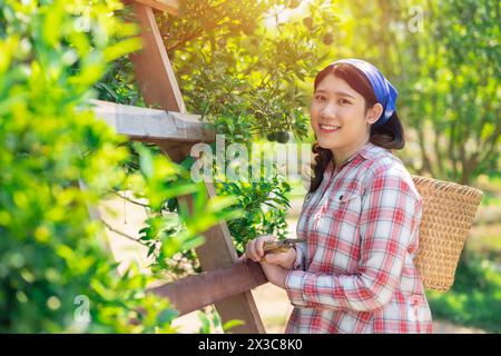 Glückliche Frauen auf der Orangenfarm. Ländliche asiatische Frau, die im ökologischen Landbau arbeitet, Orangenobst-Baum. Stockfoto