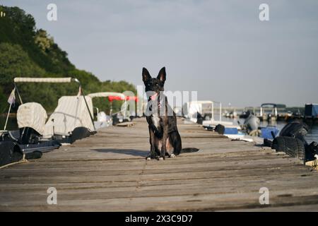 Reisen mit einem Haustier in Europa. Der bezaubernde schwarze, blauäugige Mischlingshund sitzt auf einem Holzpier neben geparkten Booten an der Donau. Die Altstadt von Stockfoto