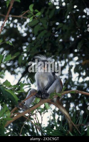 Sansibar Roter Kolobus-Affe, Piliocolobus kirkii Stockfoto