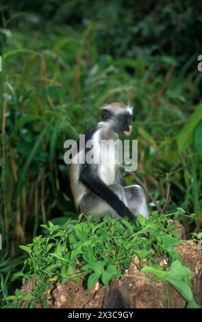 Sansibar Roter Kolobus-Affe, Piliocolobus kirkii Stockfoto