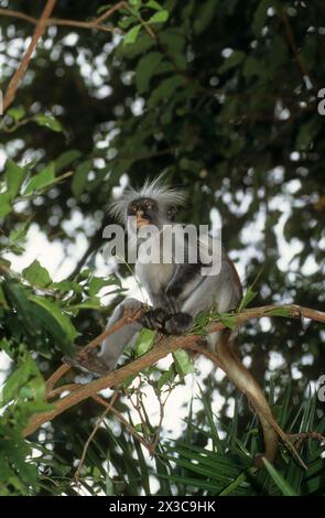 Sansibar Roter Kolobus-Affe, Piliocolobus kirkii Stockfoto