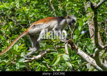 Sansibar Roter Kolobus-Affe, Piliocolobus kirkii Stockfoto