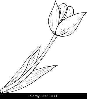 Tulpenblume Vektor-Illustration. Gekrümmte Blätter Glühlampenkopf schwarz umrissene grafische Zeichnung. Grußkarte mit botanischer Blüte. Kontur der Tintenlinie Stock Vektor