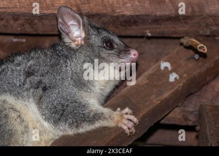 Trichosurus vulpecula in einer Garage in Bickley, Peth Hill, Western Australia. Stockfoto