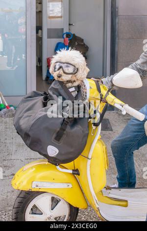 Ein weißer Pudelhund wird auf einem Motorrad transportiert und trägt eine Pilotenbrille Stockfoto