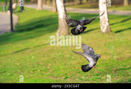 Zwei lustige Tauben fliegen im Park. Foto in Bewegung. Tier- und Naturkonzept Stockfoto