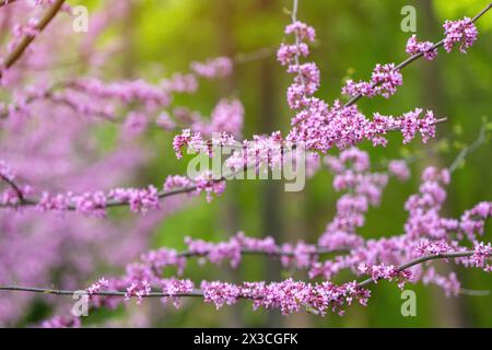 American Eastern Redbud Tree oder Cercis canadensis blühen in einem Park aus nächster Nähe. Selektiver Fokus. Naturkonzept Stockfoto