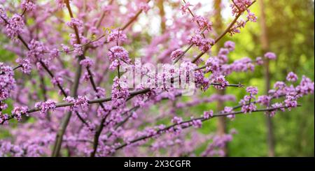 American Eastern Redbud Tree oder Cercis canadensis blühen in einem Park aus nächster Nähe. Selektiver Fokus. Naturkonzept Stockfoto