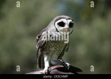 Die weniger rußige Eule hat eine dunkelrußgraue Farbe, mit großen Augen in einem grauen Gesicht, feinen weißen Flecken oben und unten und einem blassen Bauch. Stockfoto