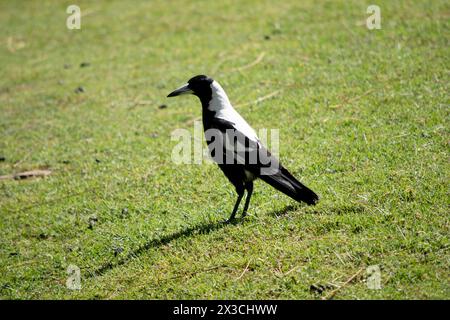 Die Elster ist ein unverwechselbarer Vogel mit glänzenden schwarzen und leuchtend weißen Markierungen. Stockfoto