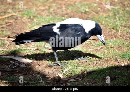 Die Elster ist ein unverwechselbarer Vogel mit glänzenden schwarzen und leuchtend weißen Markierungen. Stockfoto