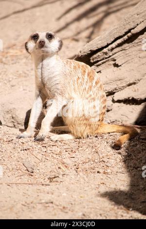 Erdmännchen sind kleine Säugetiere mit grauem und braunem Fell. Sie haben dunkle Flecken um ihre Augen, um ihre Augen vor der Sonne zu schützen Stockfoto