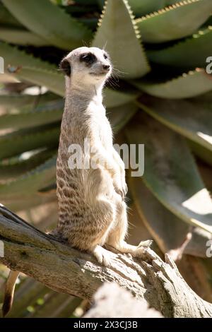 Erdmännchen sind kleine Säugetiere mit grauem und braunem Fell. Sie haben dunkle Flecken um ihre Augen, um ihre Augen vor der Sonne zu schützen Stockfoto