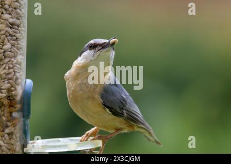 Eurasische Nuthatch (Sitta europaea) isst Sonnenblumenkerne aus einem Vogelfutter Stockfoto