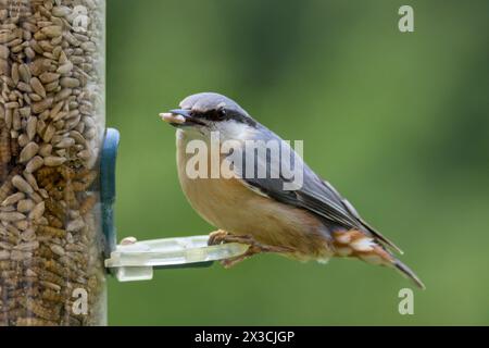 Eurasischen Kleiber (Sitta europaea) Stockfoto