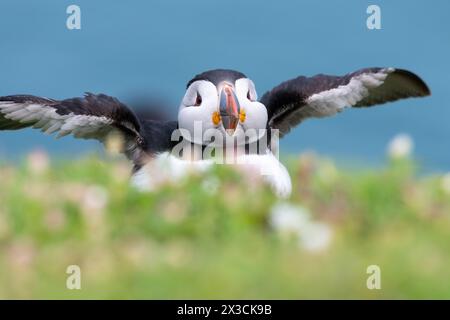 Süßer Papageientaucher, der auf Skomer Island in Wales mit den Flügeln flattert Stockfoto
