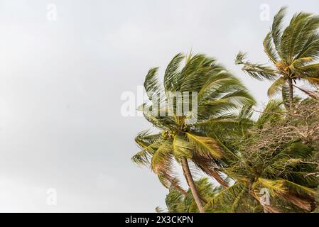 Kokospalmen (Cocos nucifera), die sich bei starkem Wind nach hinten beugen und am Ufer des Mission Beach im tropischen Far North Queensland, Australien, treffen Stockfoto