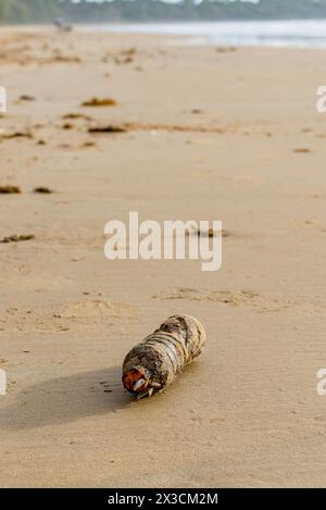 Eine alte Trinkflasche aus Plastik, bedeckt mit Nakeln, Unkraut und Sand, nachdem sie wahrscheinlich Jahre im Meer schweben, jetzt am Mission Beach, Queensland, Aust Stockfoto