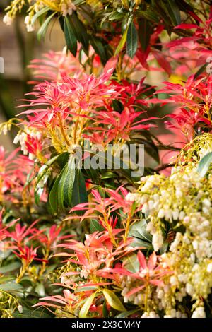 Pieris japonica oder japanische andromeda Pflanze im frühen Frühjahr Stockfoto