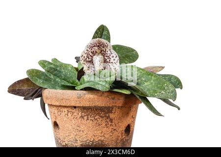 Nahaufnahme der Orchideenart paphiopedilum bellatulum oder Ei im Nest mit lila und cremeweißen Blüten, isoliert auf weißem Hintergrund Stockfoto