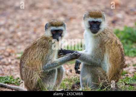 Vervet Affe pflegt noch einen Stockfoto