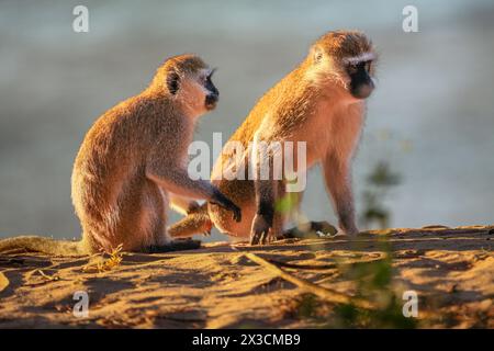 Vervet Affen Stockfoto