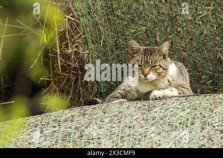 Eine Katze liegt auf Heuballen und träumt davon Stockfoto
