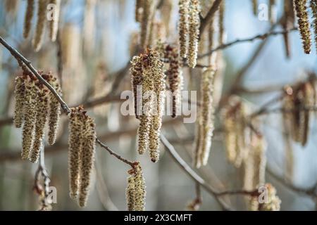 Nahaufnahme von hinterleuchteten männlichen Beben (Populus tremuloides) Catkins unter der weichen Frühlingssonne Stockfoto