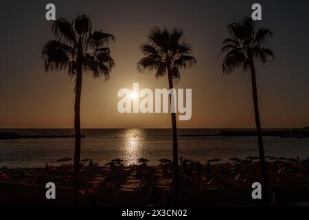 Palmen bei Sonnenuntergang in Amadores, Gran Canaria Stockfoto