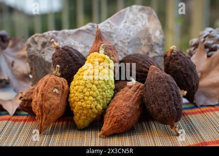 Stilllebensbild eines Reifen, gelben koscheren Etrogs, verwendet bei der rituellen Feier des jüdischen Feiertags von Sukkot, neben ähnlich braunem, getrocknetem Zitrus Stockfoto