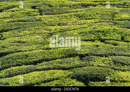 Malerische Aussicht auf die Teefelder in Munnar, den Hochländern des Anamudi Shola Nationalparks, Kerala, Indien Stockfoto