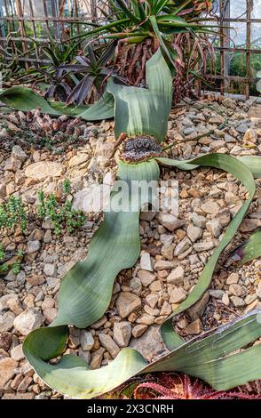 Welwitschia-Pflanze (Welwitschia mirabilis) im Botanischen Garten Dresden Stockfoto