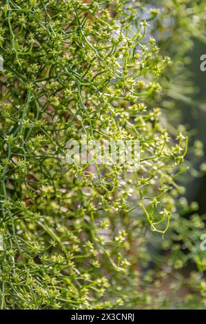 Nahaufnahme einer Bowiea volubilis Pflanze, auch gärtnerisch als Kletterzwiebel oder Zulu-Kartoffel bekannt, im Botanischen Garten Dresden Stockfoto