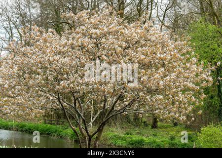 Amelanchier lamarckii ein kleiner Laubbaum mit einer weißen Blüte im frühen Frühjahr, allgemein bekannt als schneebeere oder Mespilus, Stockfoto im Stockfoto