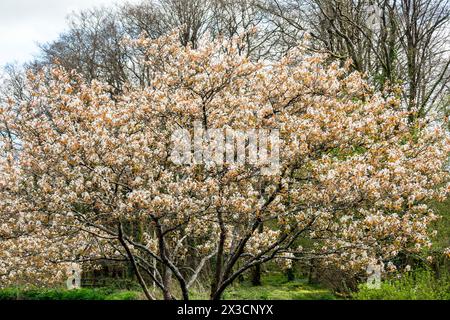 Amelanchier lamarckii ein kleiner Laubbaum mit einer weißen Blüte im frühen Frühjahr, allgemein bekannt als schneebeere oder Mespilus, Stockfoto im Stockfoto