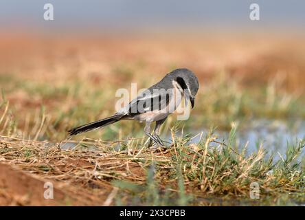 Iberische Graukrabbe - Lanius meridionalis Stockfoto