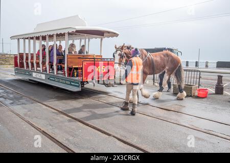 Das vorherige Pferd kehrt zu den nahegelegenen Stallungen zurück, während ein frisches Pferd installiert wird, um eine Kurve in der Douglas-Pferdebahn zu machen. Stockfoto