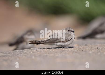 Braunthroated Martin - Riparia paludicola Stockfoto