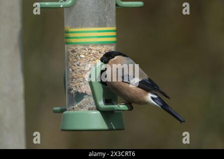 Ein weiblicher Bullfinch, Pyrrhula pyrrhula, ernährt sich von einem Vogelfutter. Stockfoto